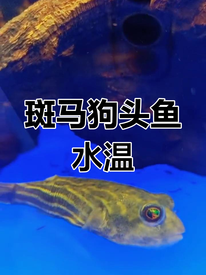 斑马狗头鱼适宜温度范围