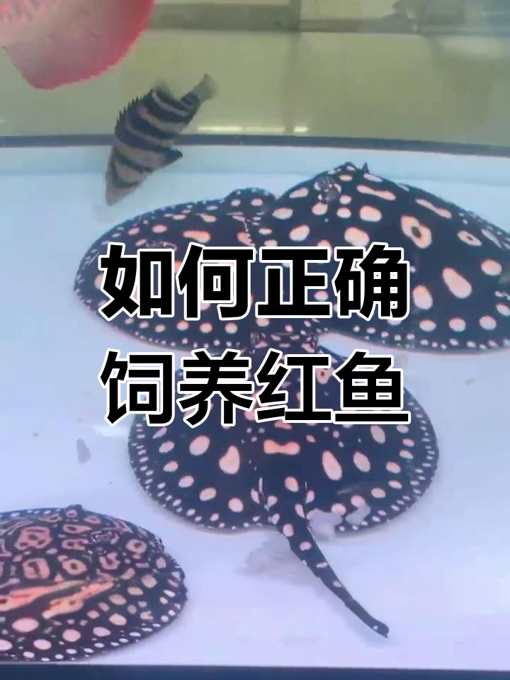 红鱼难养的原因与注意事项