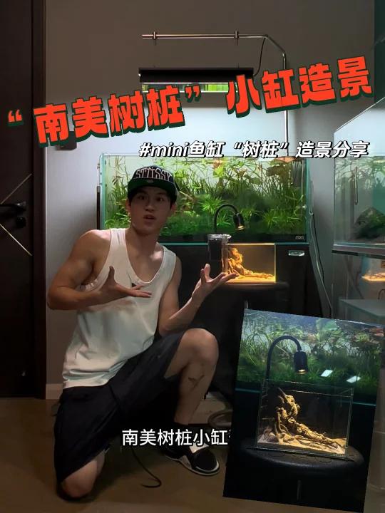 “南美树桩”小缸造景,开缸教学