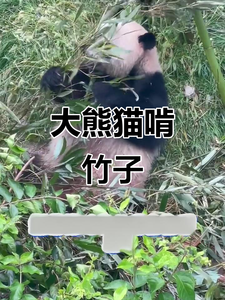 大熊猫吃竹子,萌态十足!