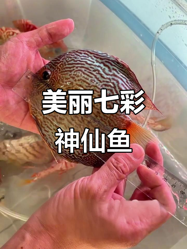 色彩斑斓的七彩神仙鱼，蓝松石与红蛇魅力十足