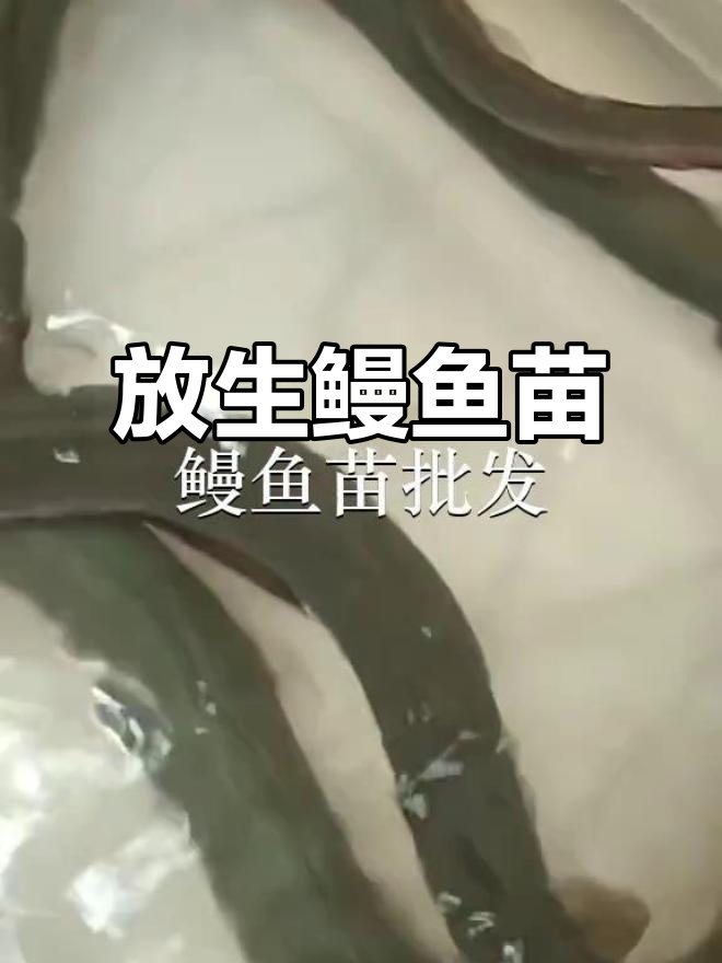 揭阳惠来鱼苗场放生鳗鱼,桂林象山见证奇迹