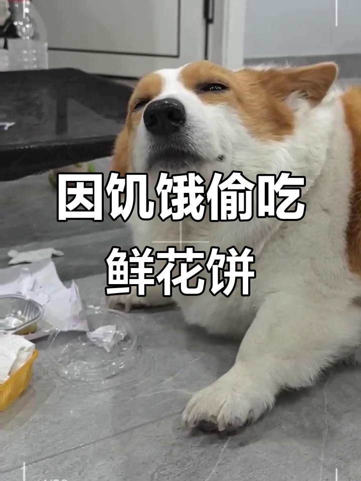 偷吃鲜花饼被教训，肚子饿得不行！