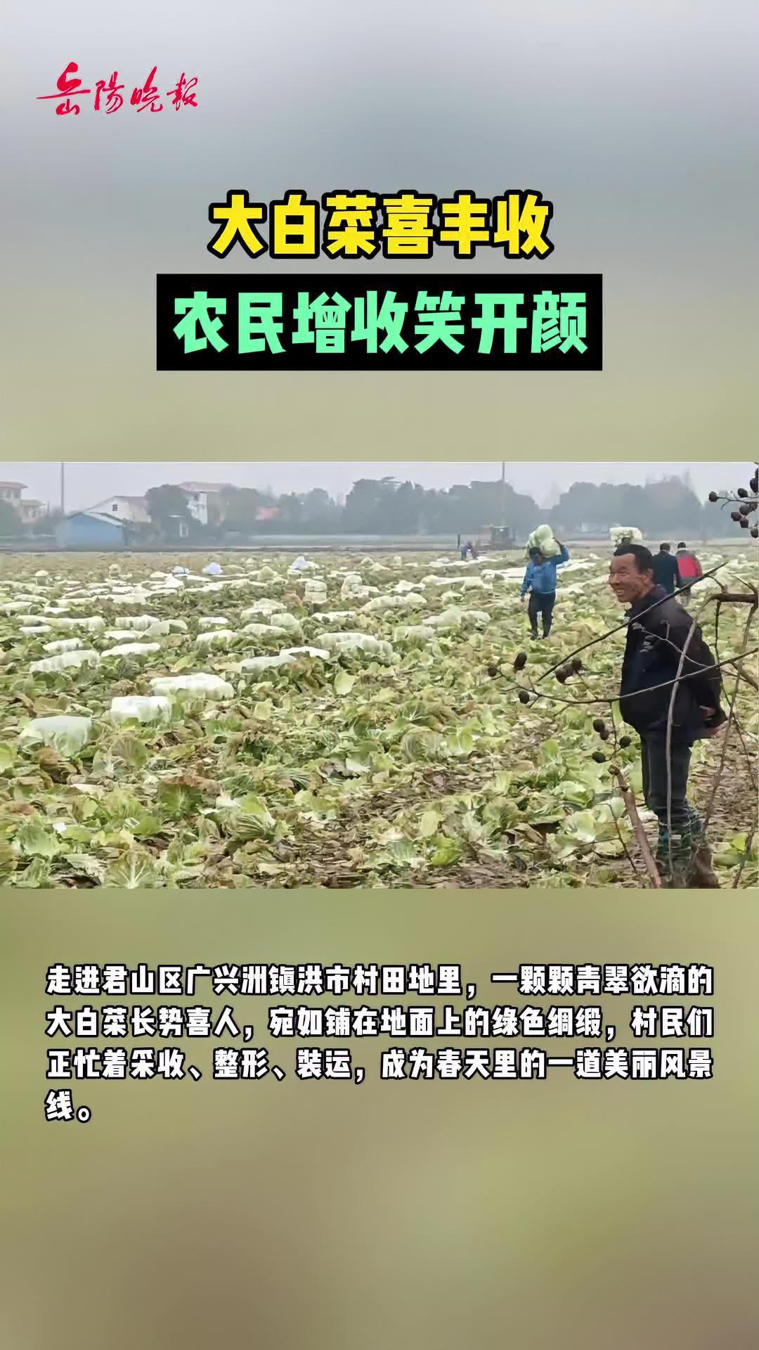 读者投稿|大白菜喜丰收 农民增收笑开颜 岳阳 白菜 丰收的季节