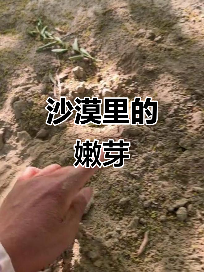 沙漠中的小生命，竟然如此可爱！