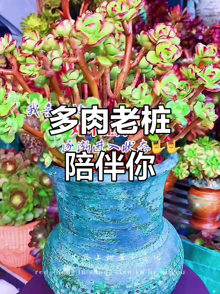 2022年，与多肉老桩共度美好时光