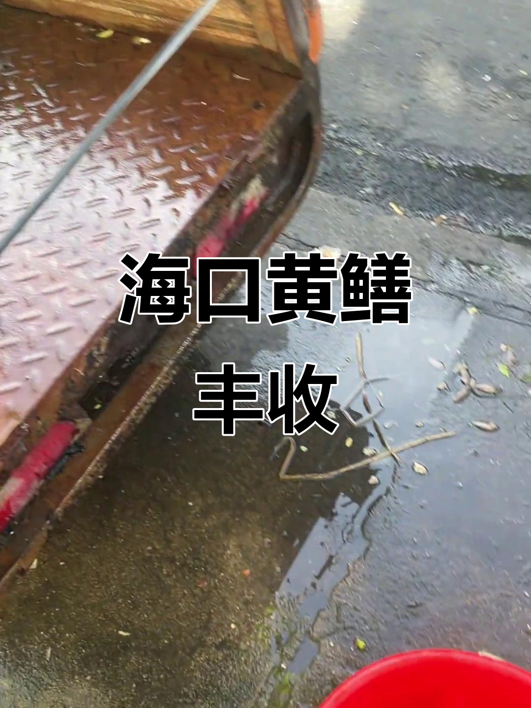 海南海口黄鳝大丰收,雨后死亡不少,市场货源充足
