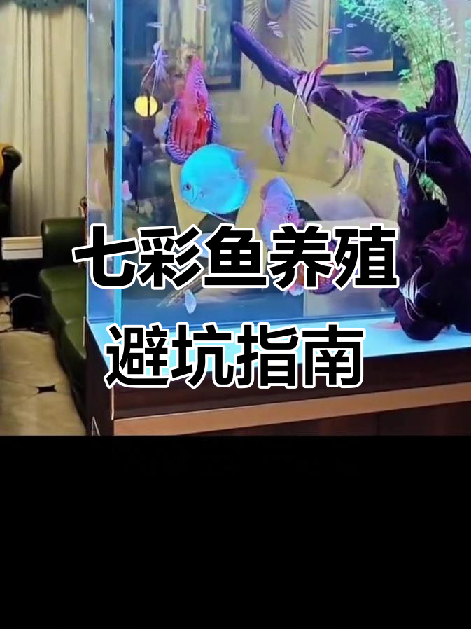 养七彩神仙鱼的五大误区,避免这些坑让你少走弯路