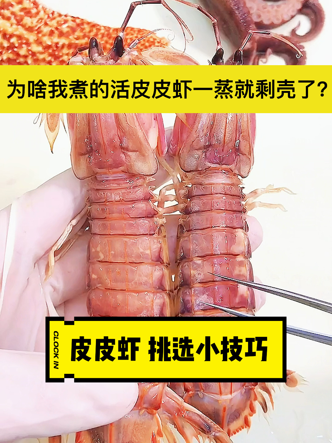 皮皮虾你们知道怎么选肥吗?怎么蒸不老么?