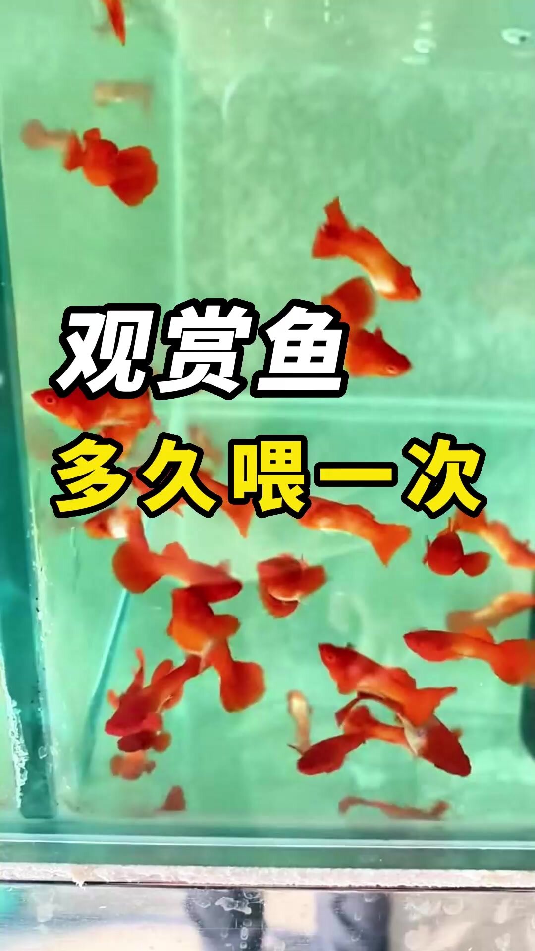 观赏鱼多久喂一次?