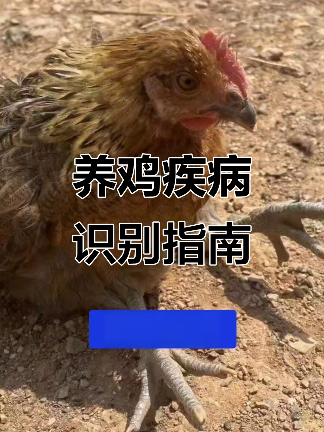常见鸡病诊断与治疗方案,养鸡人必看