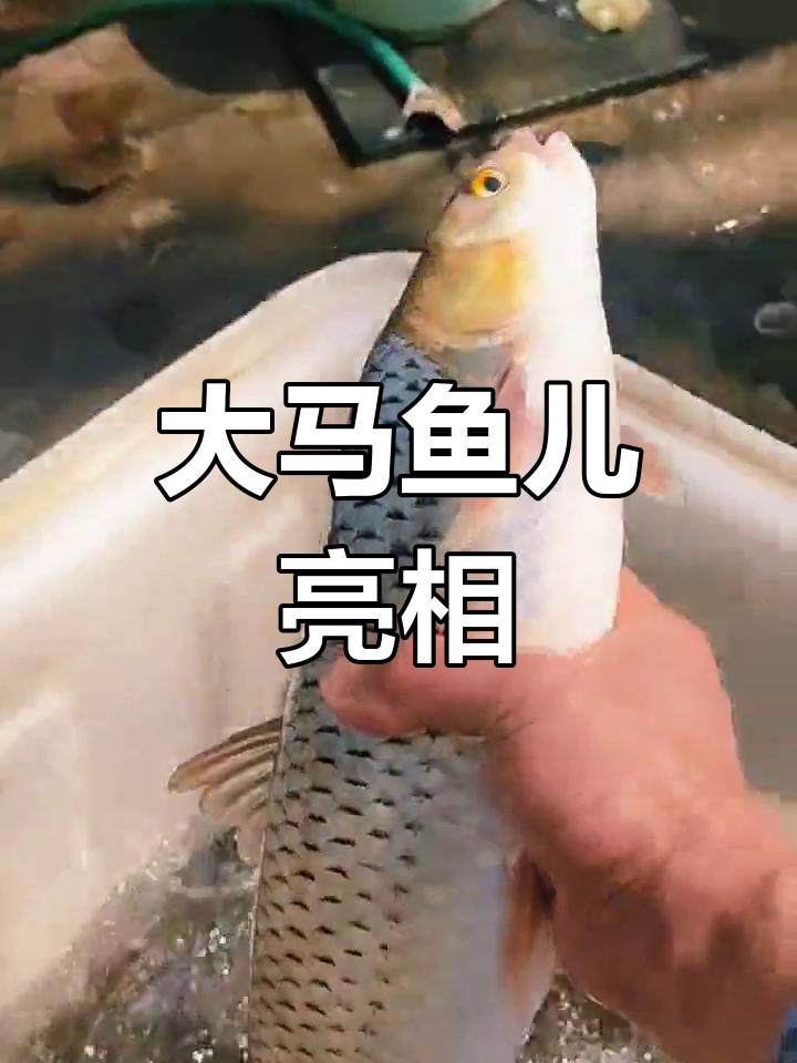 黄河红眼蚂螂,罕见大鱼现身