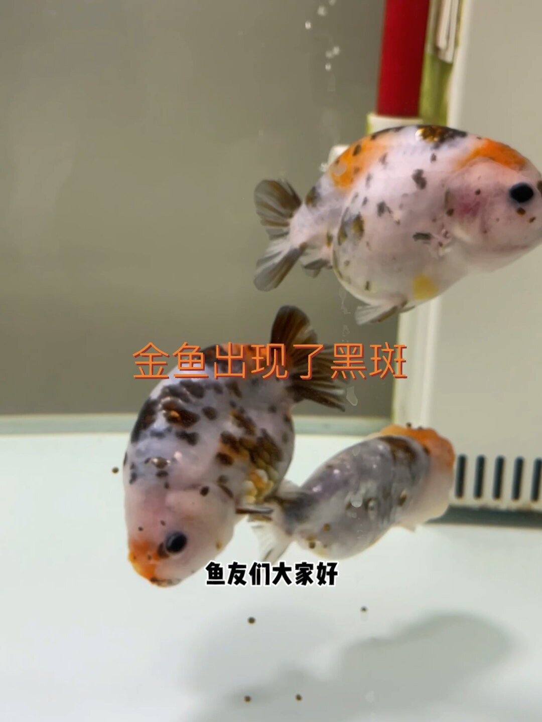 金鱼突然出现黑斑状况