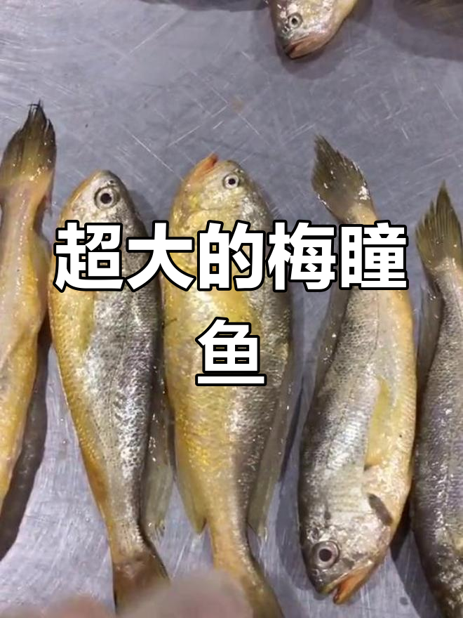 梅童鱼长到这么大,比小黄鱼还大!罕见超大个体揭秘