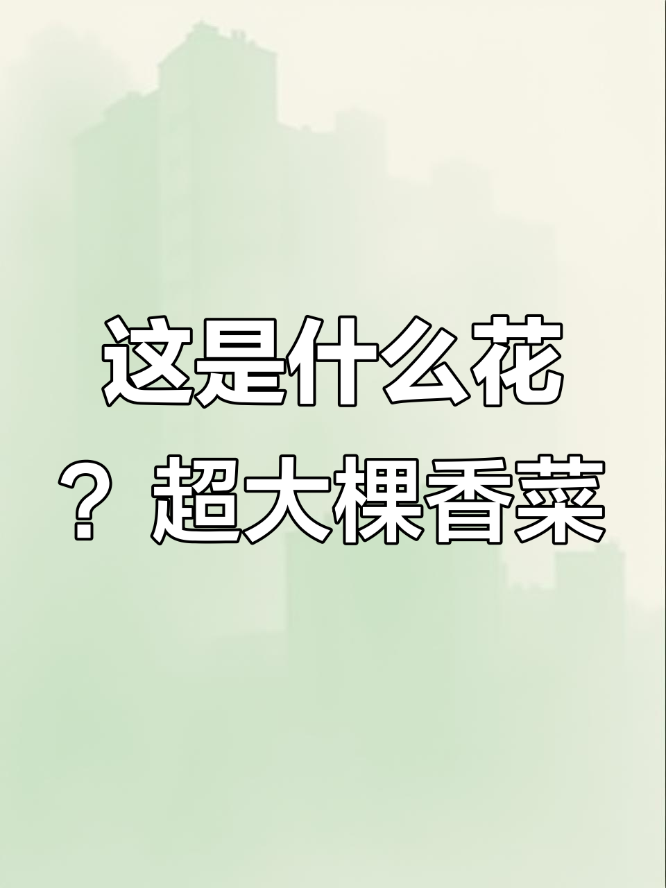 东北的朋友们,看看这是什么花?广西的香菜竟然这么大颗!
