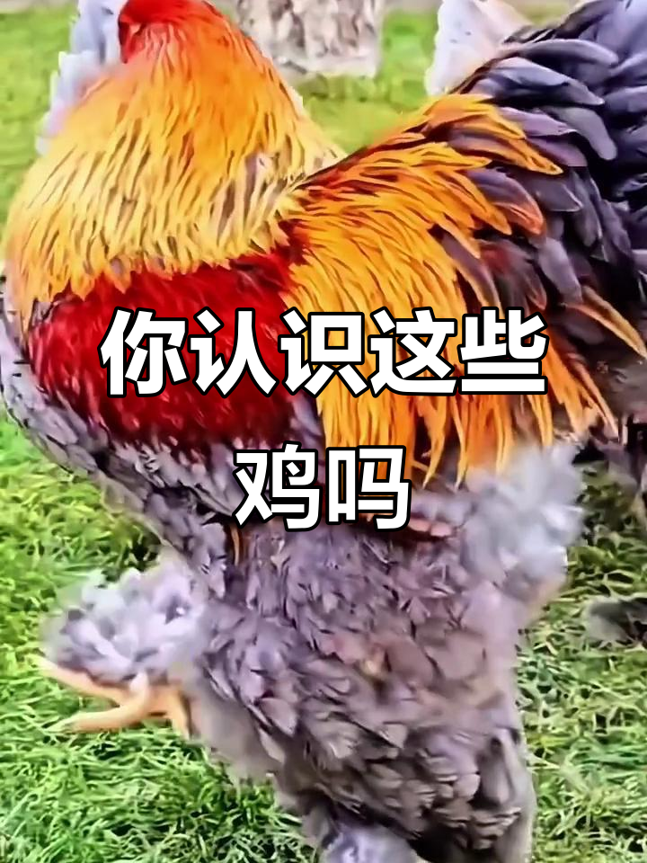 18种不同品种的鸡,看看你能认出几种?
