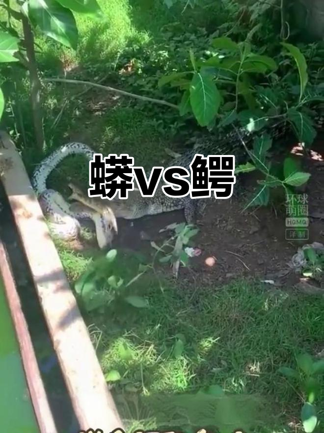 蟒蛇与鳄鱼的惊险对决，谁更胜一筹？