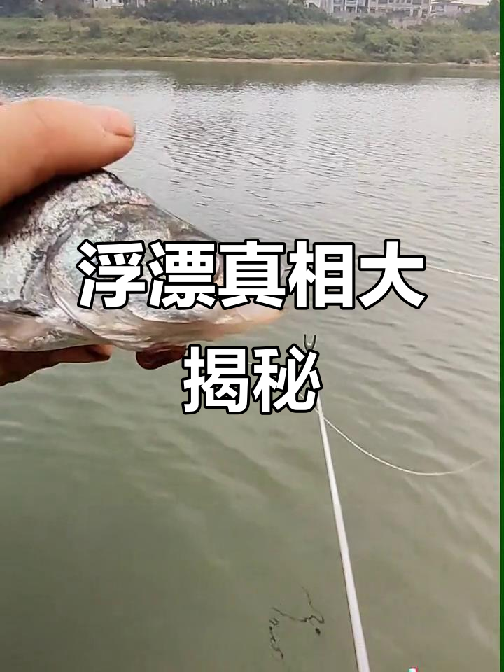 自动逗钓浮漂真的有效吗？揭秘其工作原理与实测结果