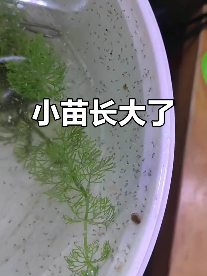 蓝曼龙鱼孵化第五天,小苗变化大揭秘