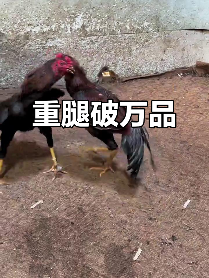 6.3斤重腿破万品,斗鸡场上的惊人表现