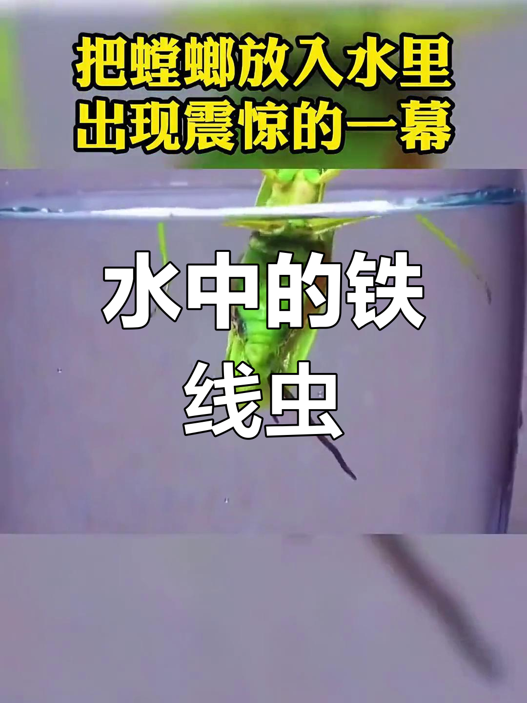 铁线虫在水中游动的样子