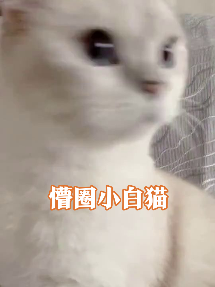 白猫瞪大眼睛找小鱼干，每个表情都是行走的表情包