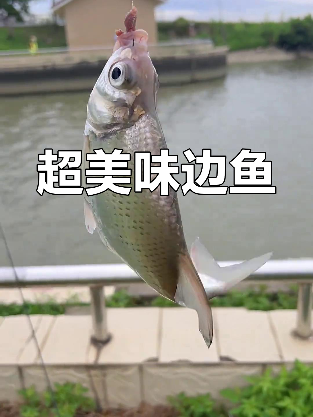 咸淡水鳊鱼,鲜美至极