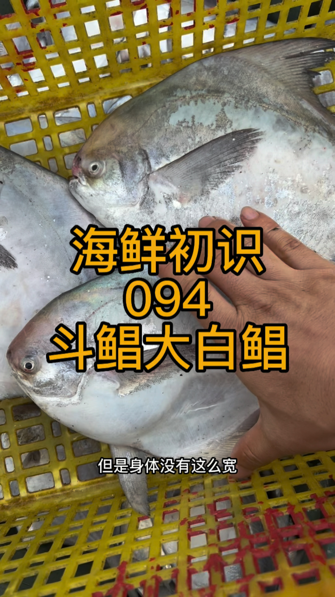 三种鲳鱼对比起来看看斗鲳白鲳刘氏鲳的区别