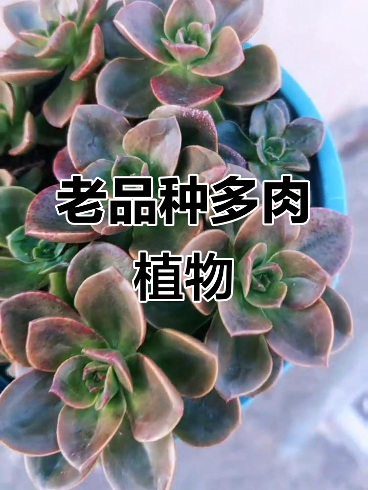 巧克力方砖:古老的多肉品种,带你了解它的魅力