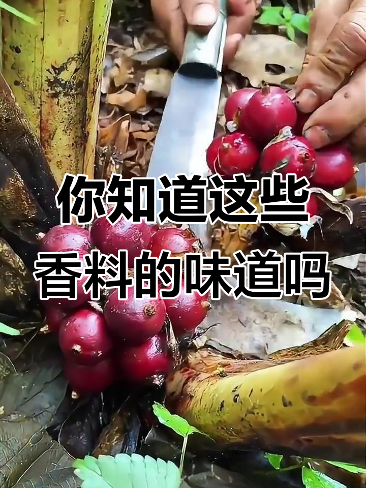 这些香料你都能认出来吗?从肉豆蔻到薄荷的香气解析