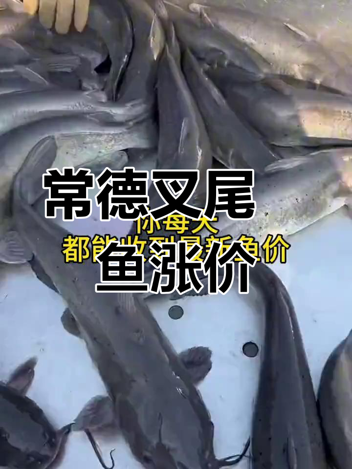 4月13日湖南常德叉尾鮰鱼价格大涨行情