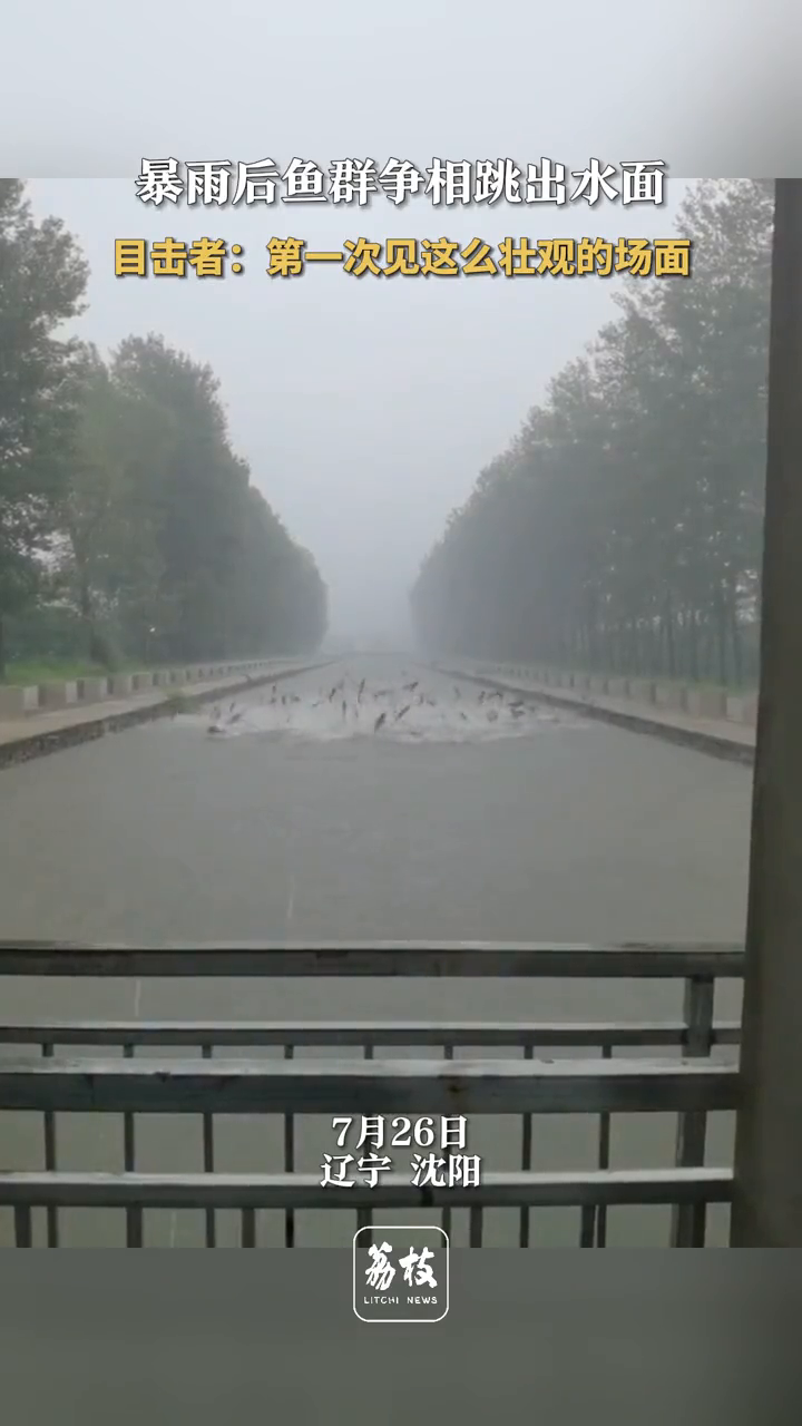 暴雨后鱼群争相跳出水面目击者:第一次见这么壮观的场面