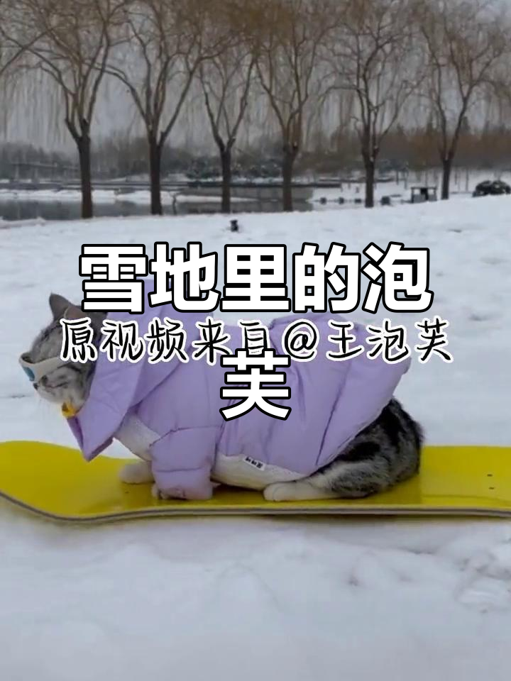 泡芙猫挑战滑雪,萌宠也能成精!