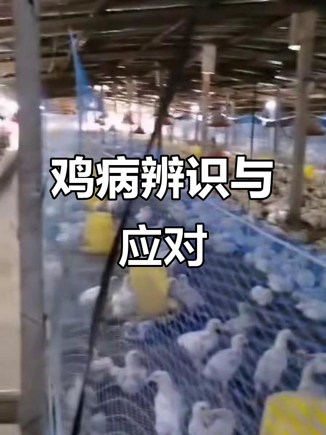 鸡病辨析:不同症状对应不同病因,及时治疗是关键!