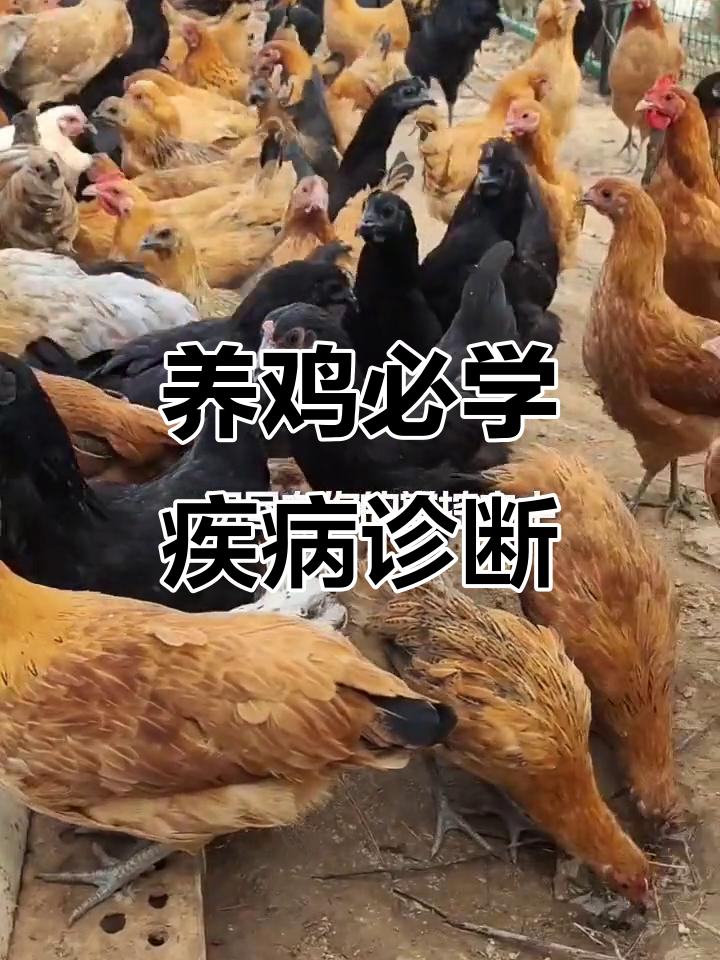 常见鸡病症状判断与应对方法,轻松掌握这些技巧