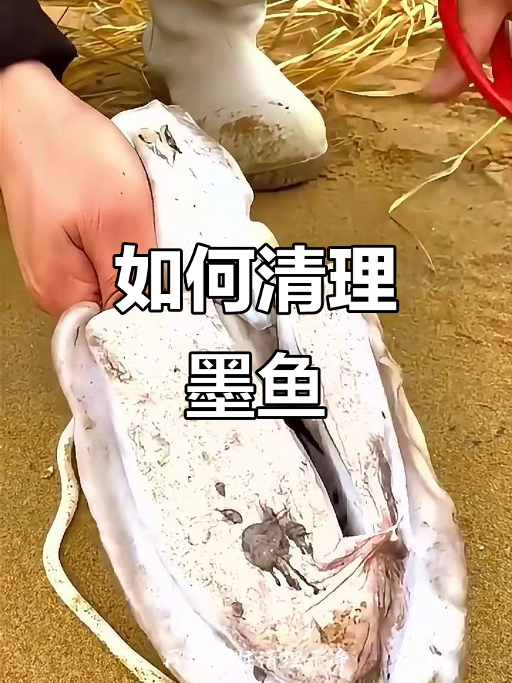 墨鱼处理全攻略,教你轻松去内脏和壳