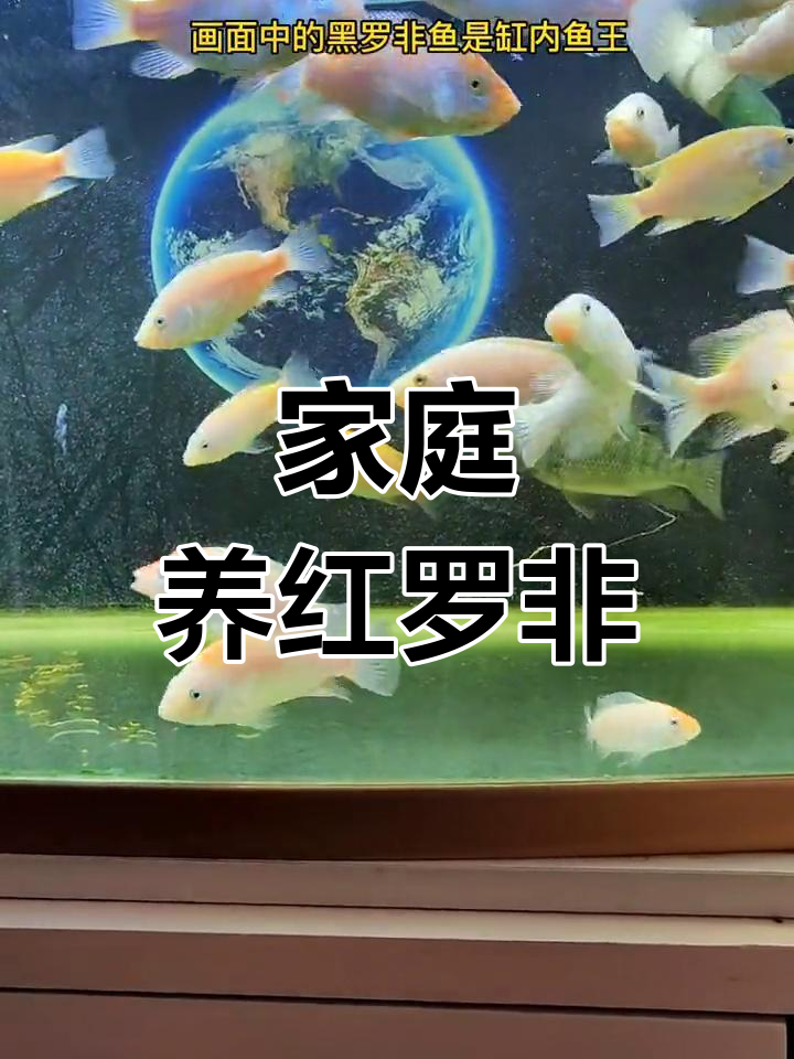 小鱼缸里的罗非鱼成长记