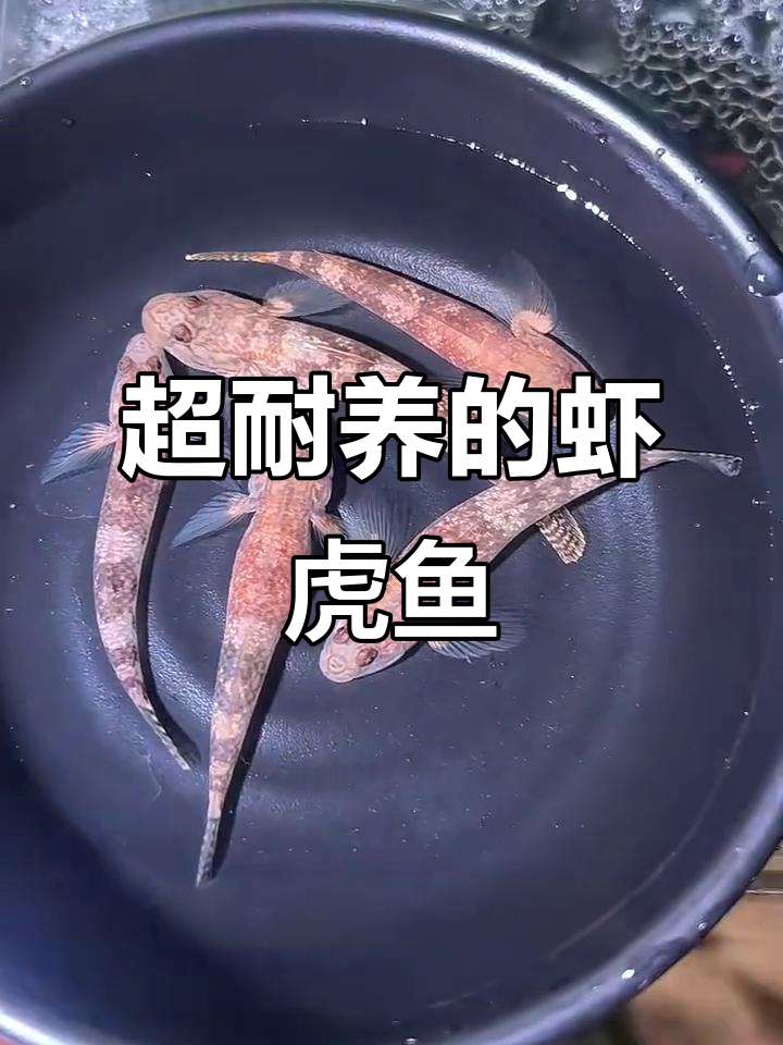 生命力超强的虾虎鱼,无需加温打氧也能健康生长