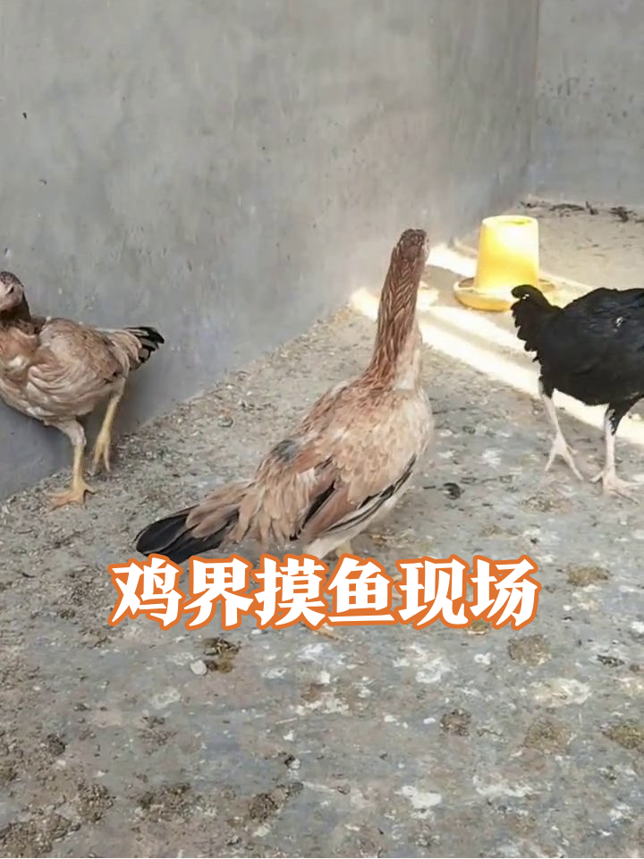 养鸡场“摸鱼大会”:棕鸡站队黑鸡干饭,鸡界打工人日常太真实