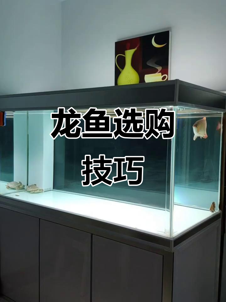 选购龙鱼避坑指南,如何挑选过背金龙?