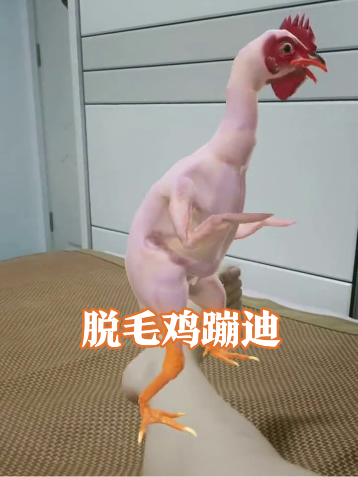 脱毛鸡成精站脚底板蹦迪,这魔性舞姿把我笑到打鸣!