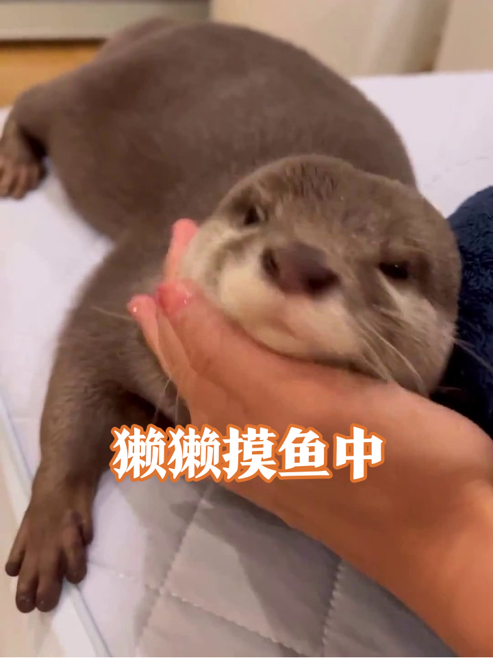 小水獭被摸下巴秒变表情包,这呆萌谁顶得住啊