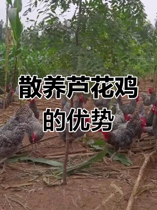 散养芦花鸡,抗病力强,南北皆宜