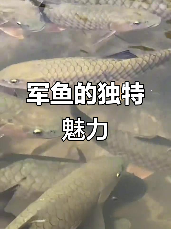 军鱼:淡水中的美味之王,养殖效益高