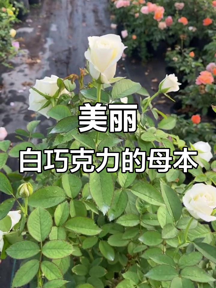 白巧克力月季大苗，高酒杯形态超美