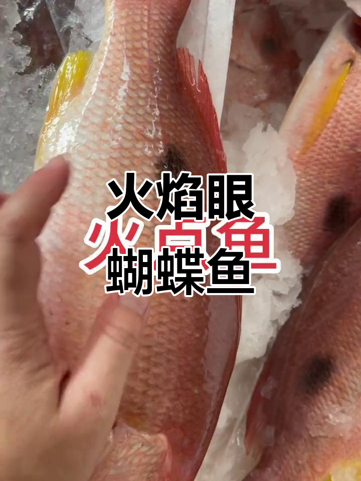 深海蝴蝶鱼,火亮眼睛惊艳登场