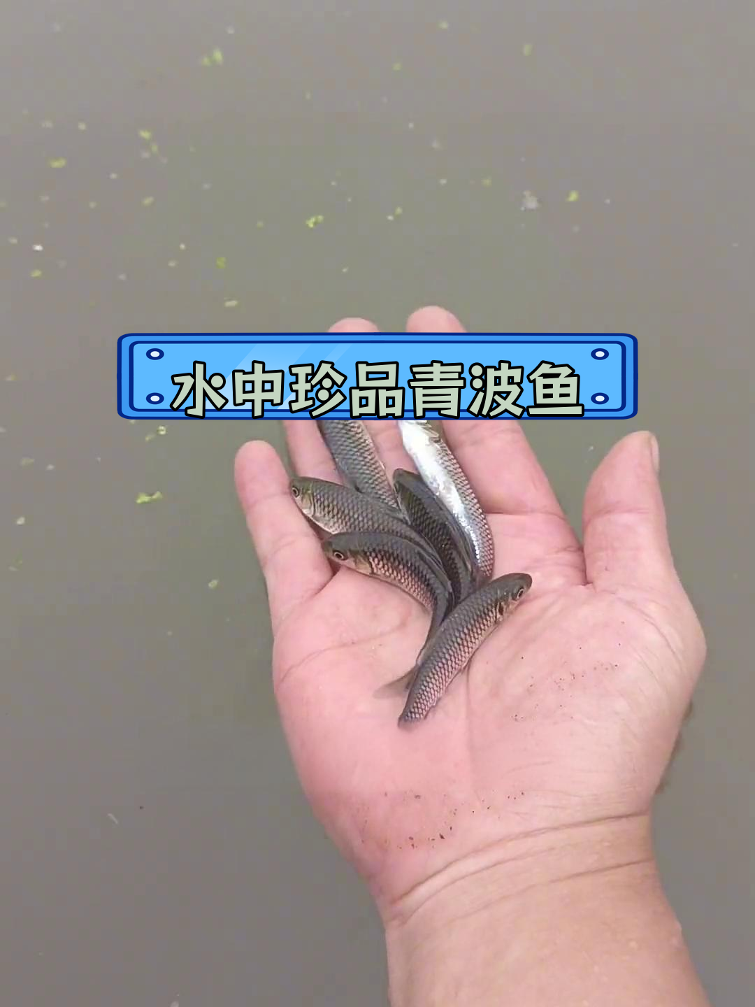 青波鱼:长江原生草食鱼类,肉质鲜美