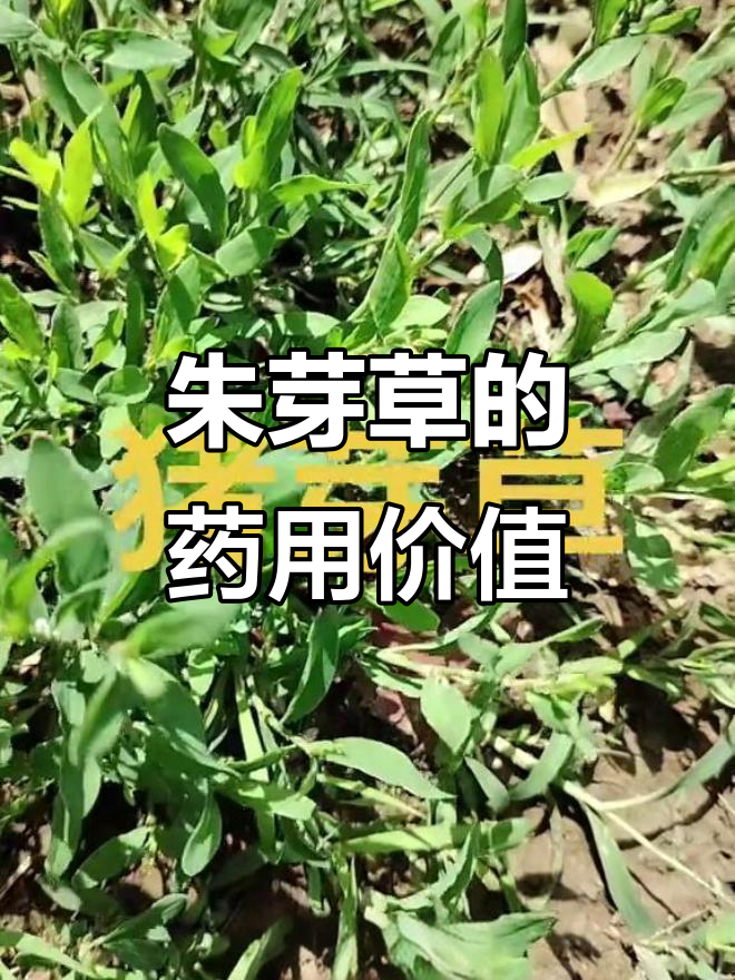 农村常见野菜,朱芽草的神奇功效与生长环境