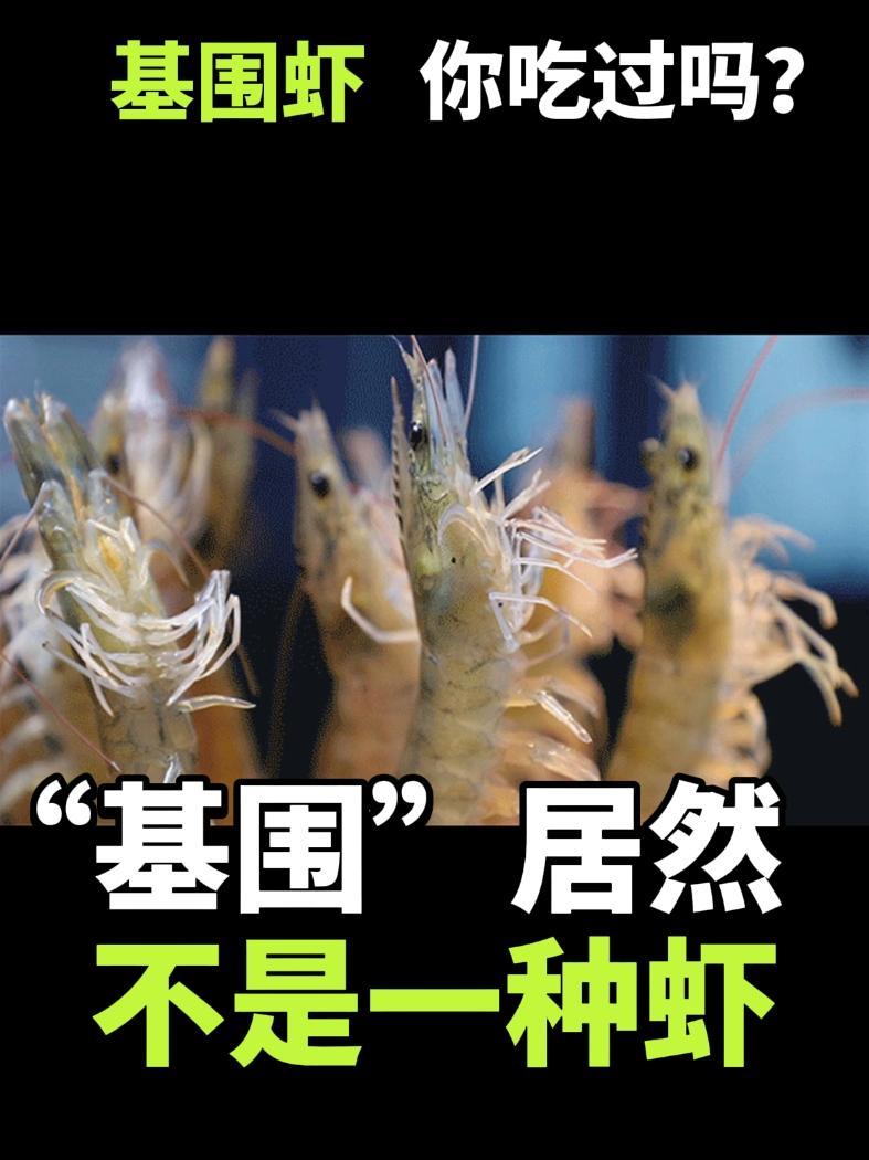 基围居然不是一种虾?!而是一种养殖方式!知识科普 对虾 基围虾 水产养殖 对虾养殖