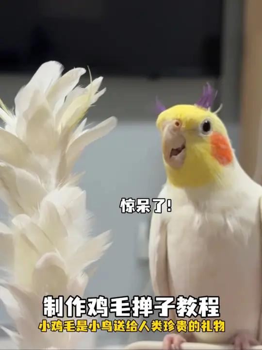 小鸡毛掸子附教程 鸡毛掸子鹦鹉鹦鹉萌萌哒逗鹦鹉萌宠出道计划鹦鹉dou上热门@
